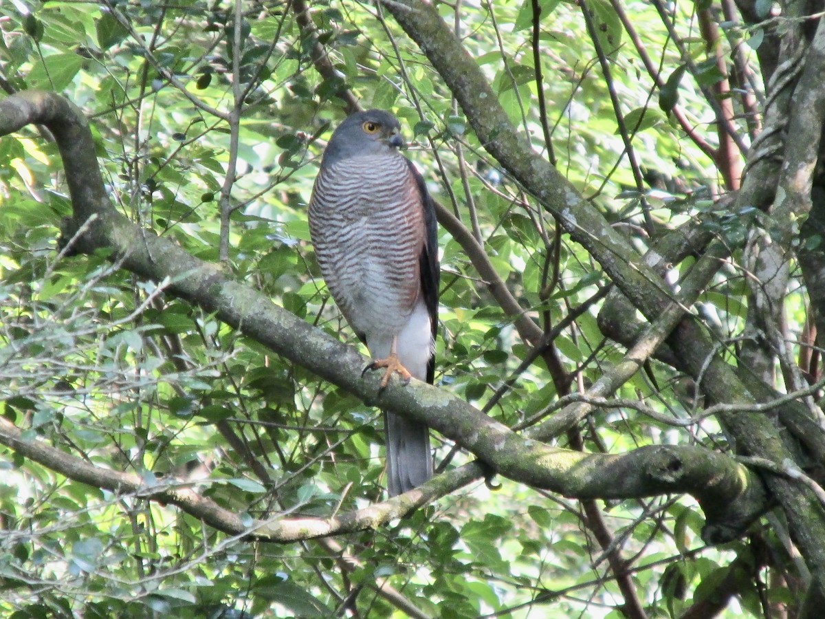 African Goshawk - ML643529542