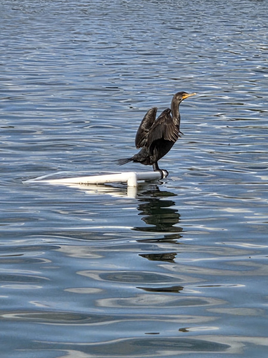 Double-crested Cormorant - ML643529578