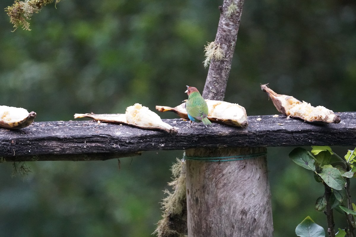 Bay-headed Tanager - ML643529581
