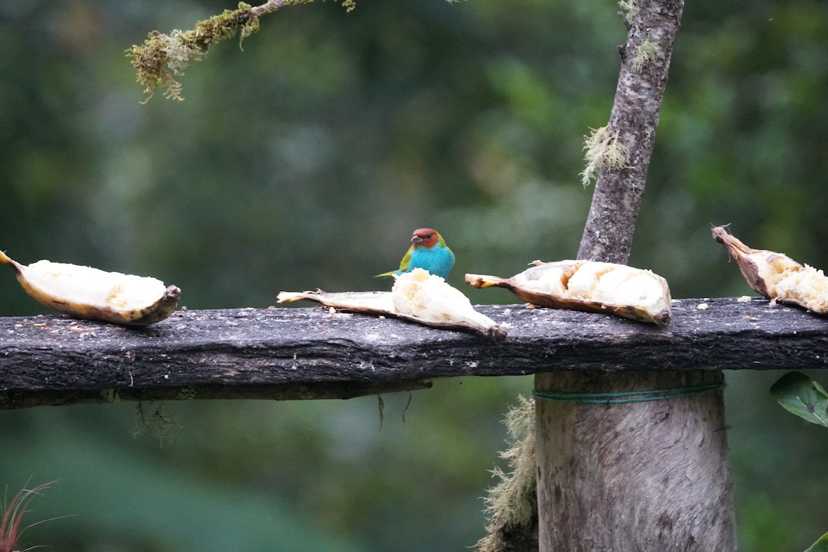 Bay-headed Tanager - ML643529582