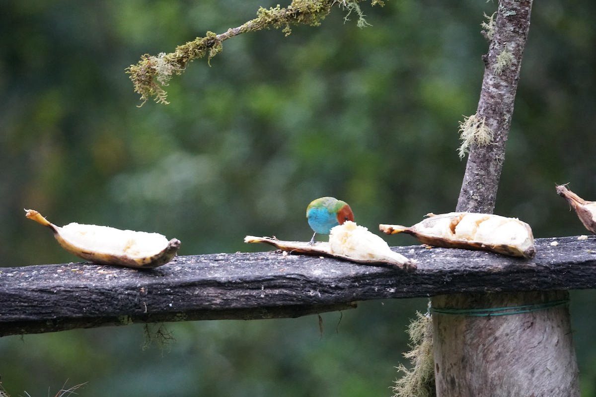 Bay-headed Tanager - ML643529584