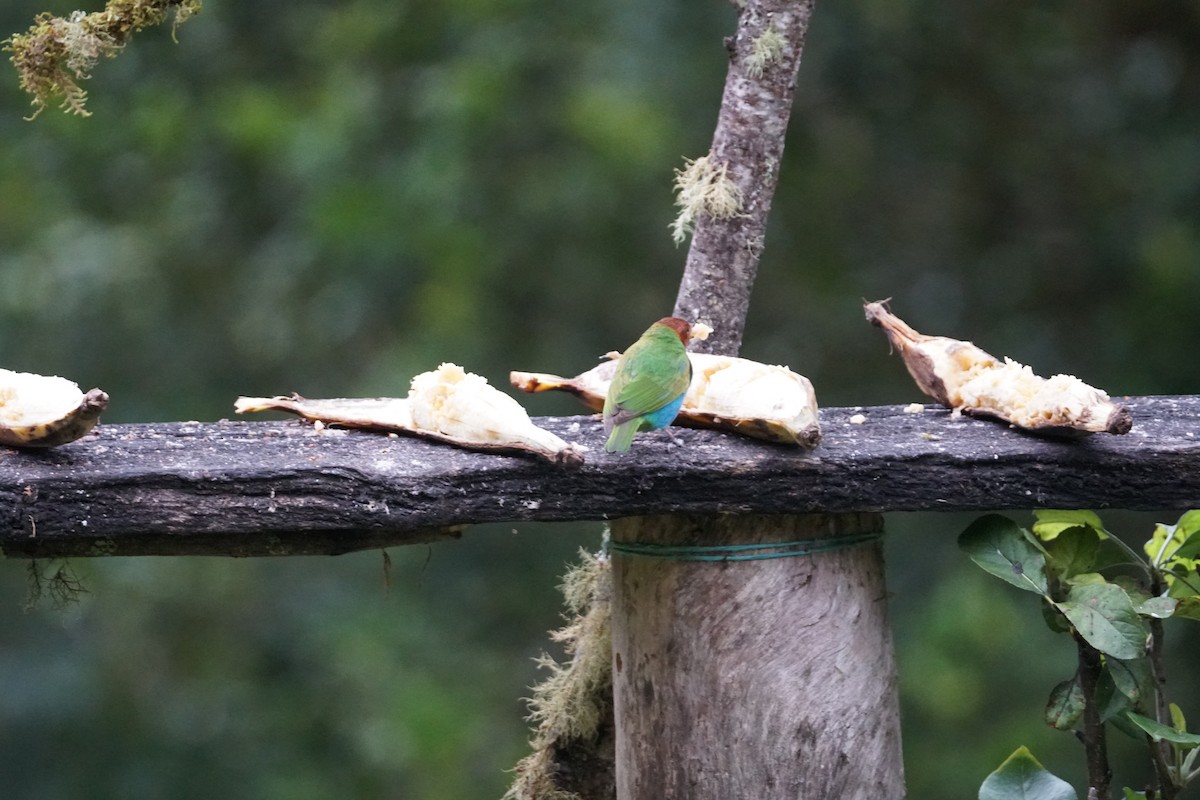 Bay-headed Tanager - ML643529585