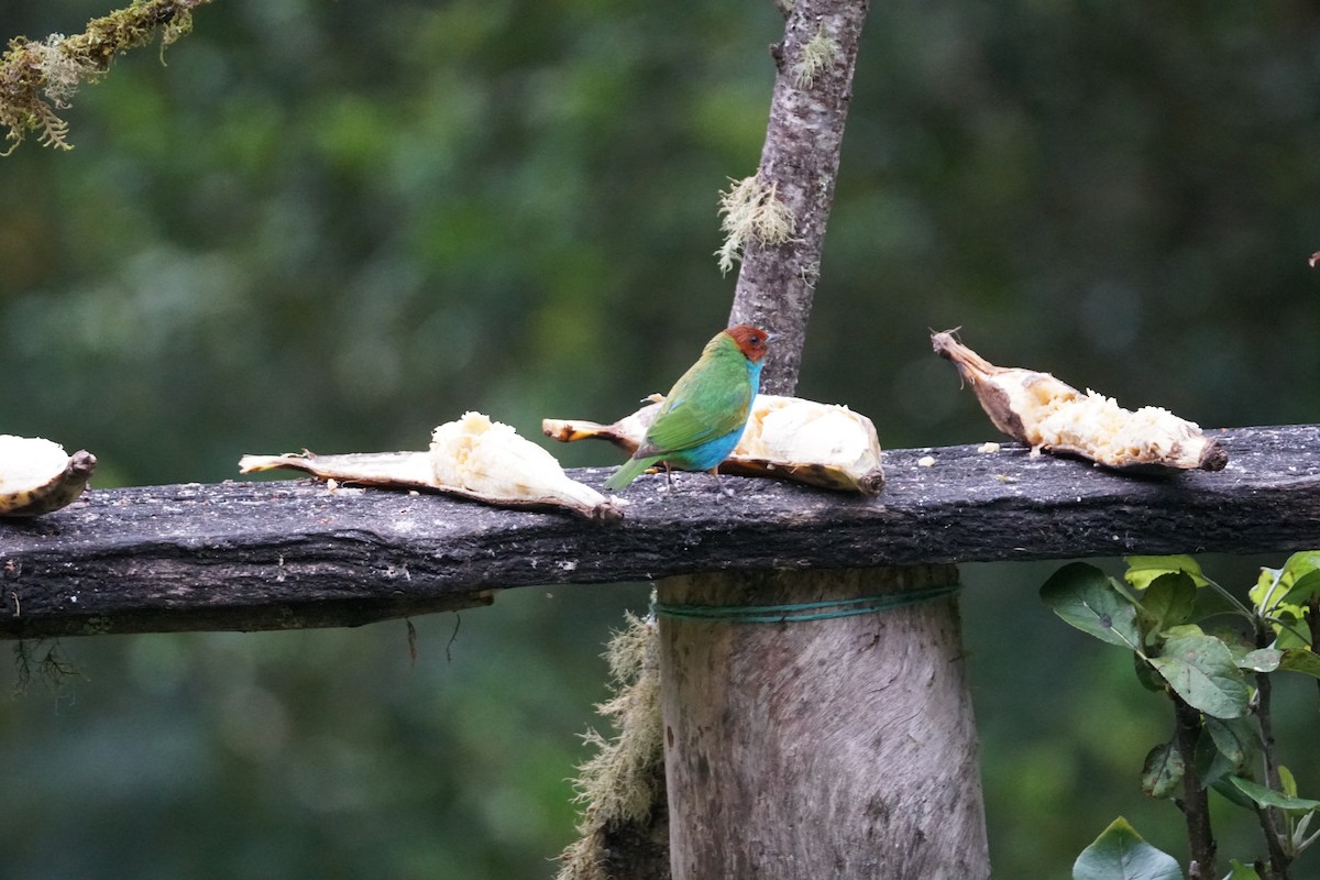 Bay-headed Tanager - ML643529587