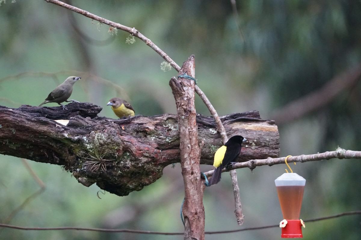 Palm Tanager - ML643529590