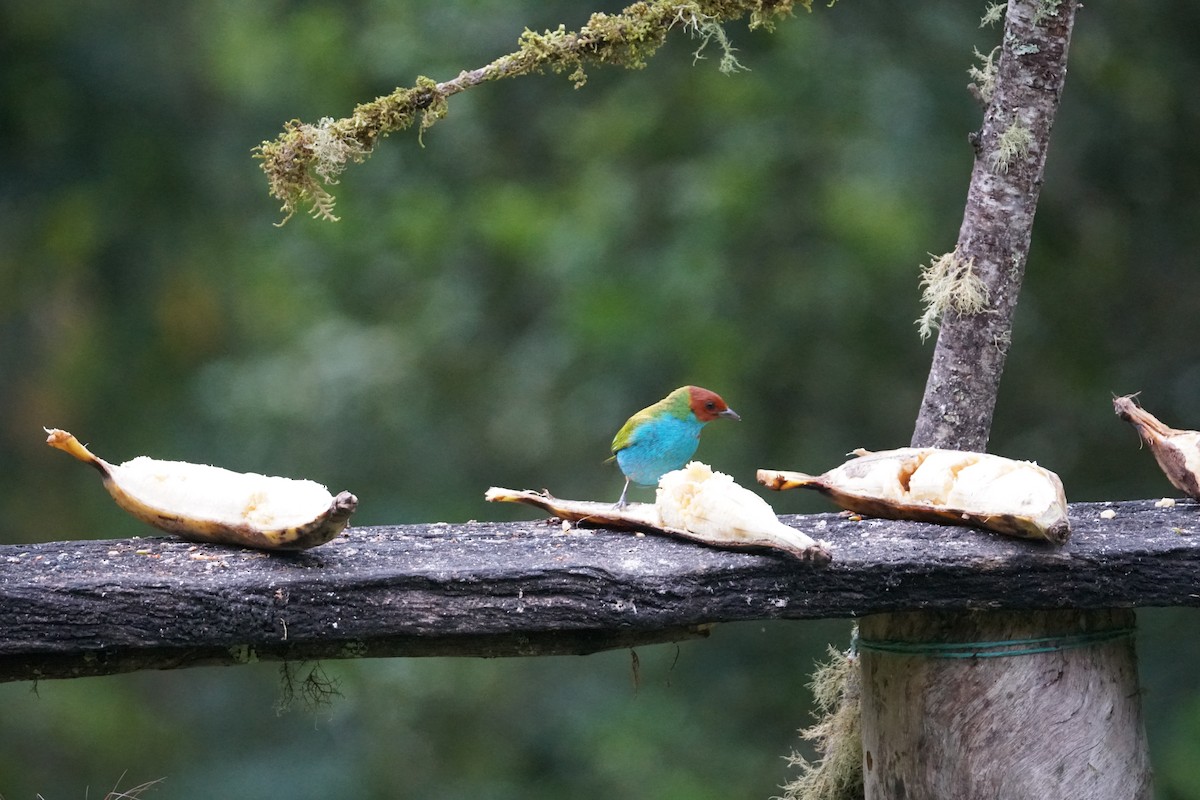 Bay-headed Tanager - ML643529591