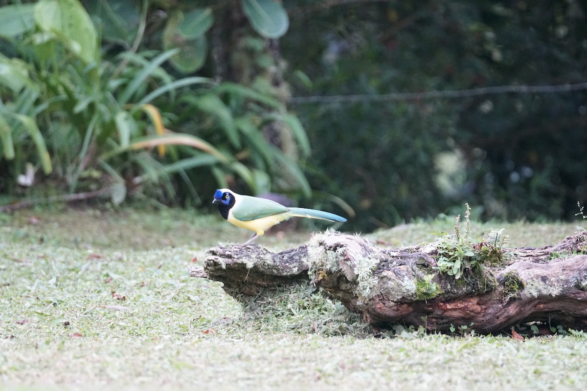 Green Jay (Inca) - ML643529594