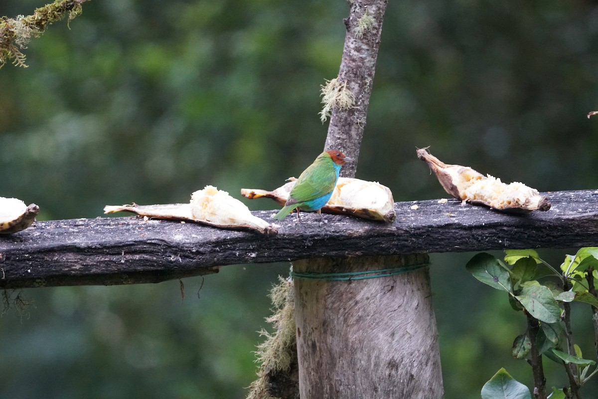 Bay-headed Tanager - ML643529597