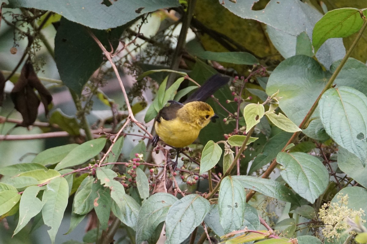 Yellow-headed Brushfinch - ML643529603