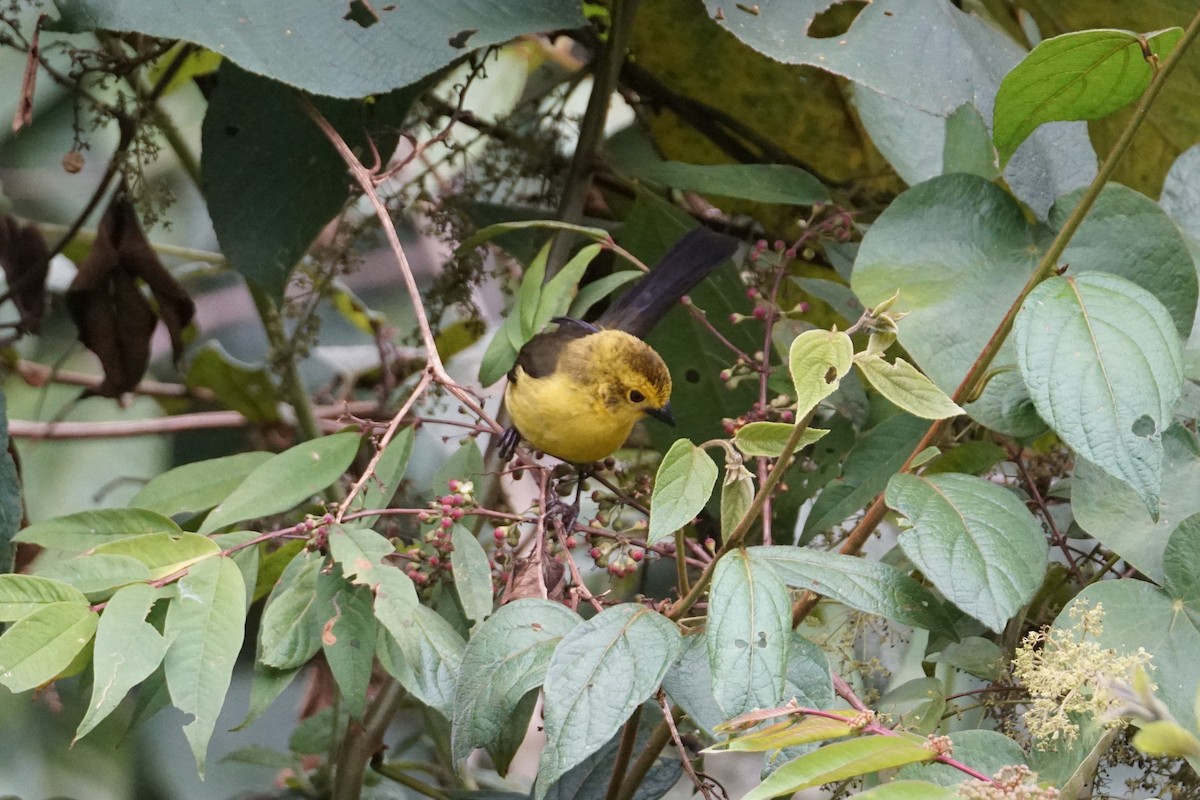 Yellow-headed Brushfinch - ML643529604