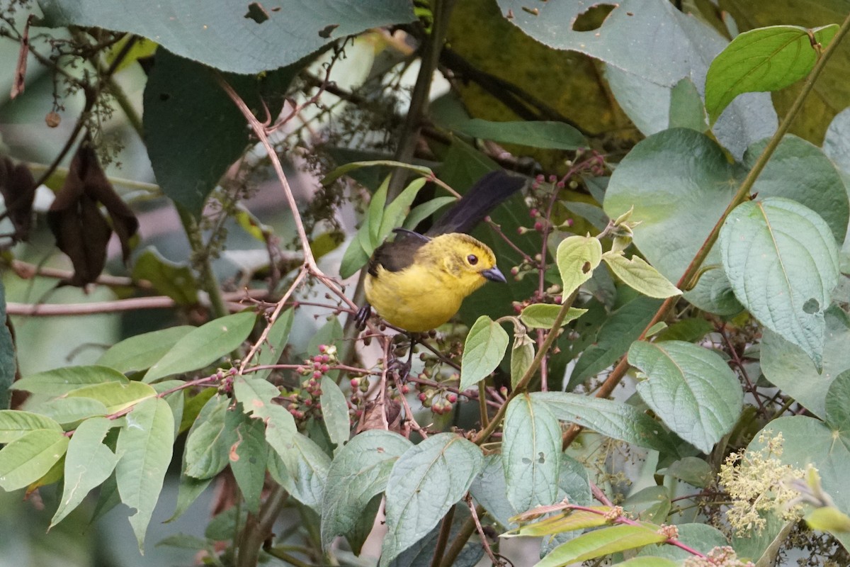 Yellow-headed Brushfinch - ML643529605