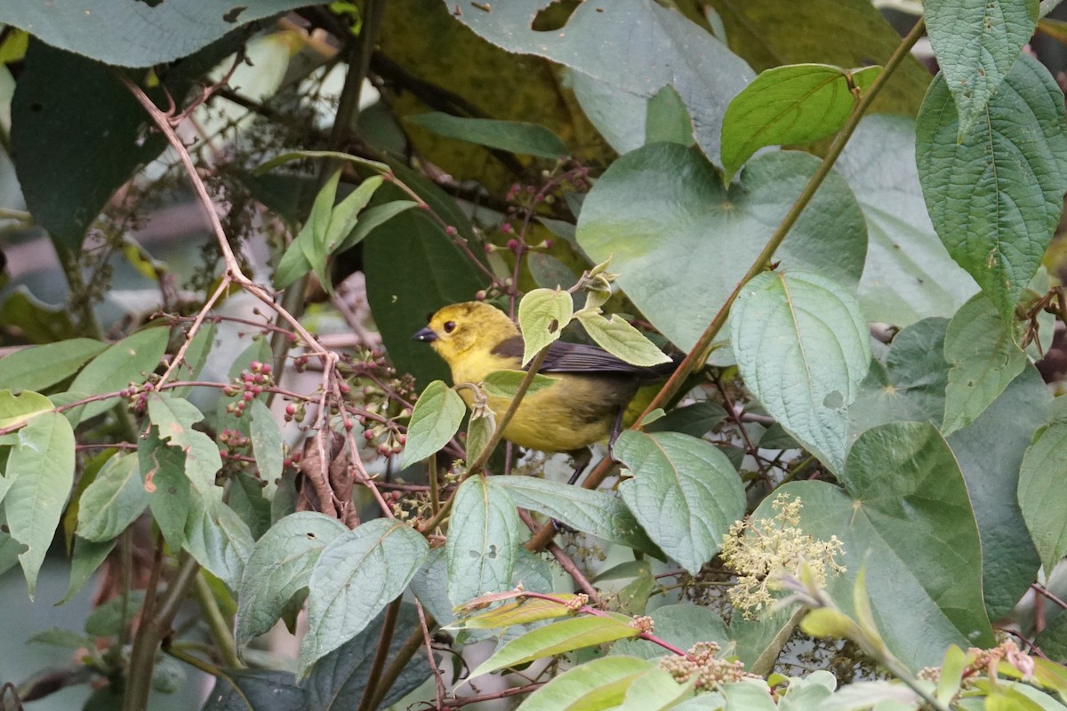 Yellow-headed Brushfinch - ML643529607