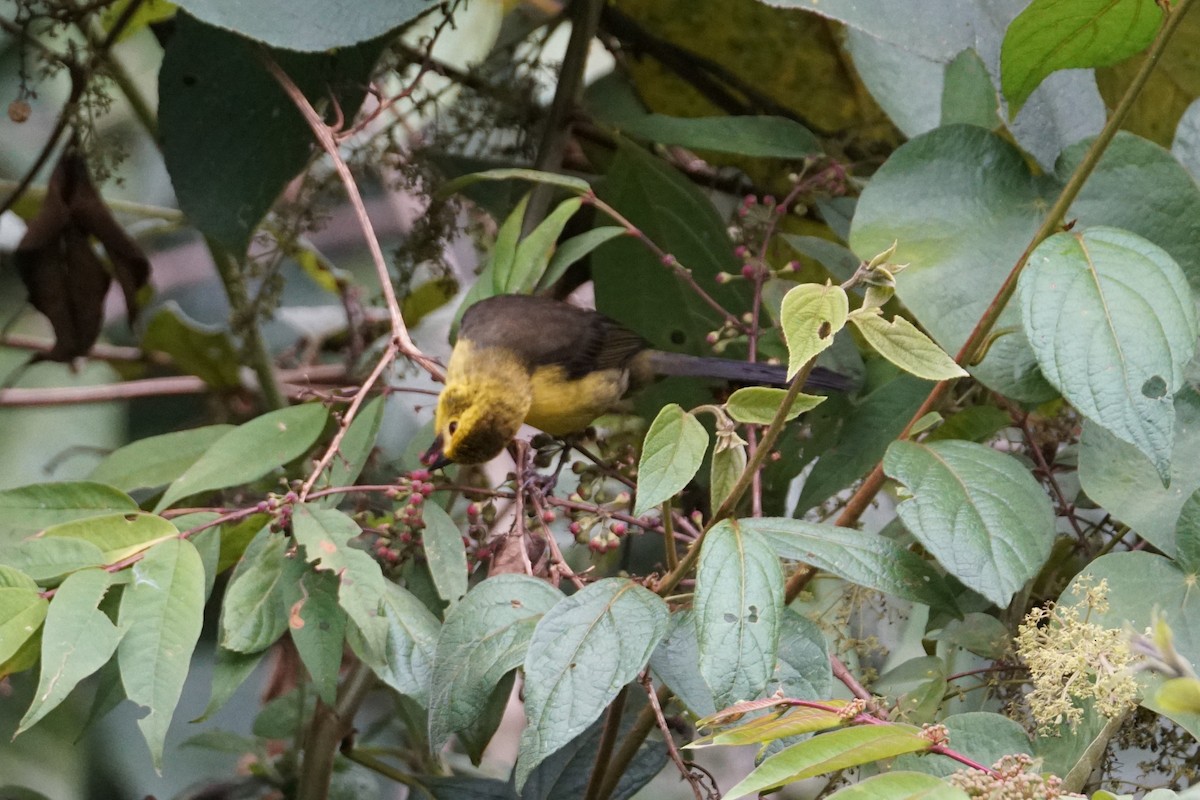 Yellow-headed Brushfinch - ML643529608