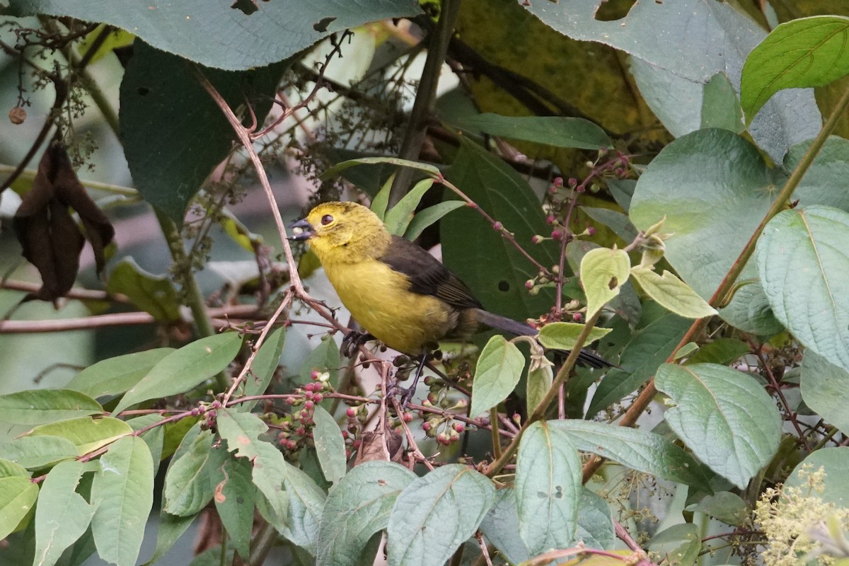 Yellow-headed Brushfinch - ML643529609