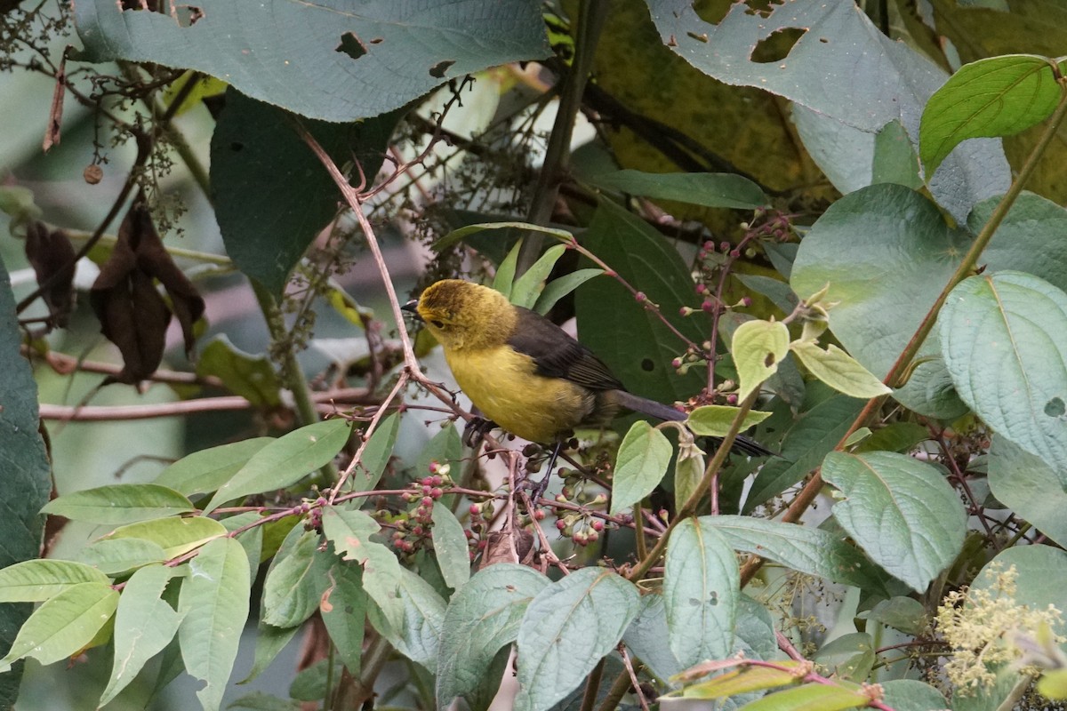 Yellow-headed Brushfinch - ML643529611