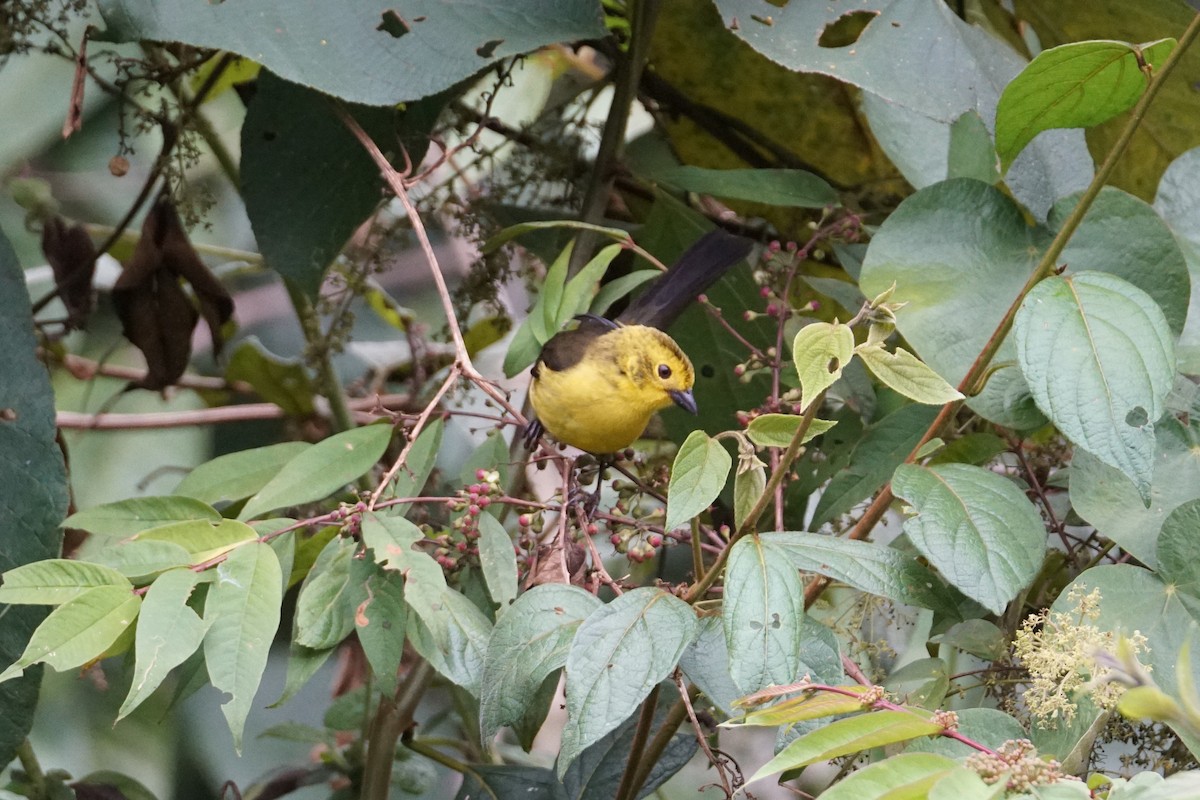 Yellow-headed Brushfinch - ML643529612