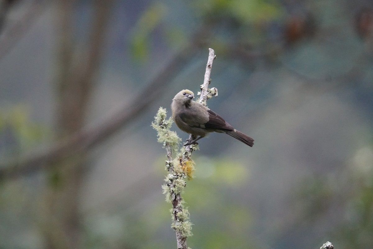 Palm Tanager - ML643529614