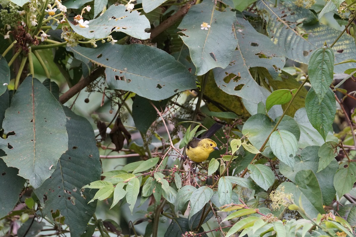Yellow-headed Brushfinch - ML643529621
