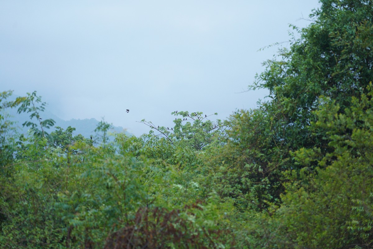 Jungle Myna - ML643529623