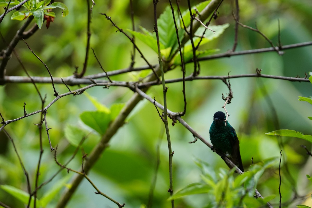 Indigo-capped Hummingbird - ML643529629