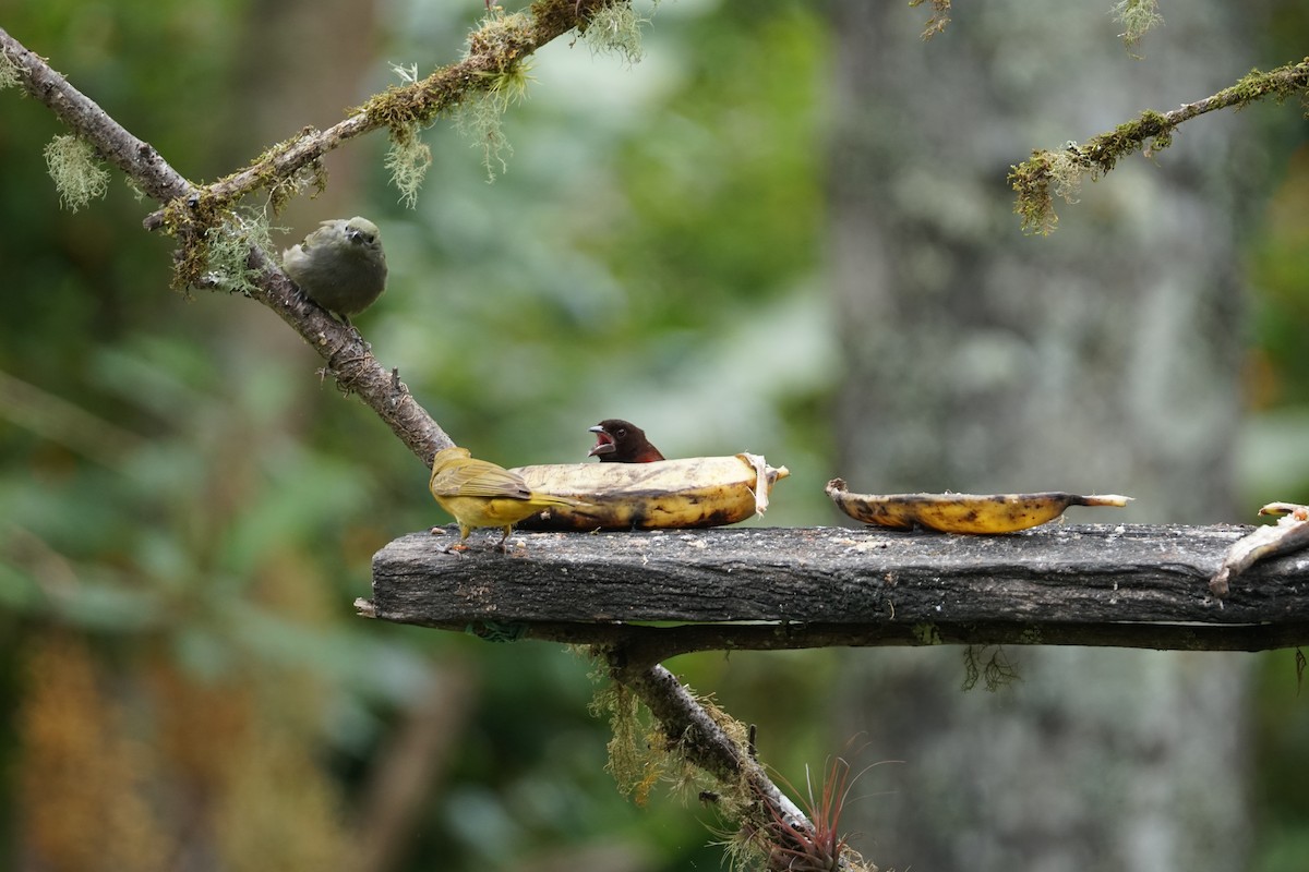 Palm Tanager - ML643529637