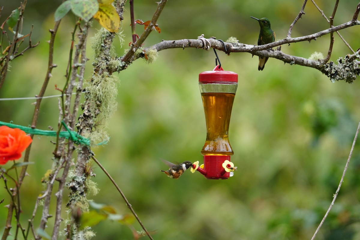 Colibrí de Mitchell - ML643529643