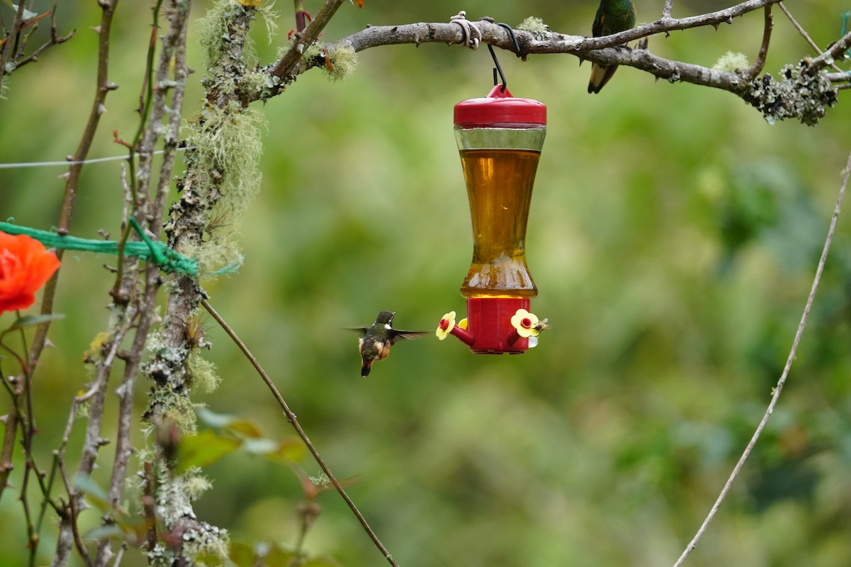 Colibrí de Mitchell - ML643529647