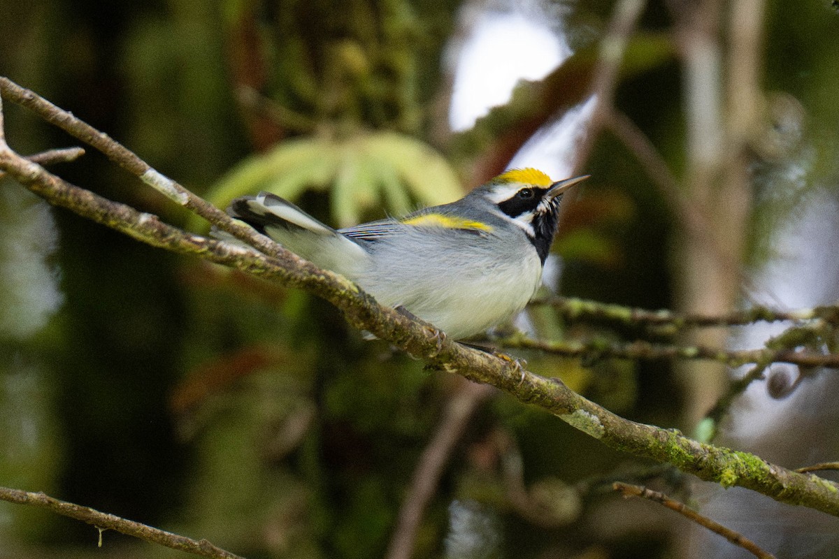 Golden-winged Warbler - ML643529652