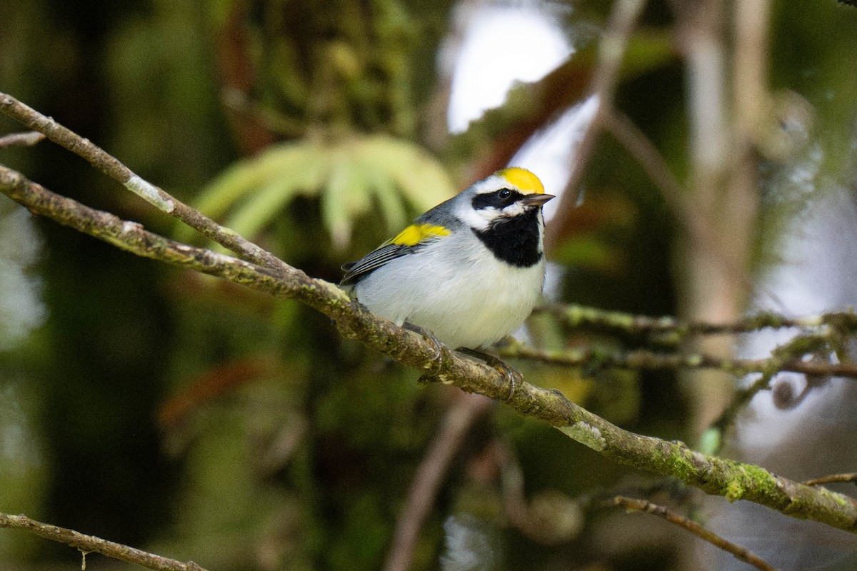 Golden-winged Warbler - ML643529653