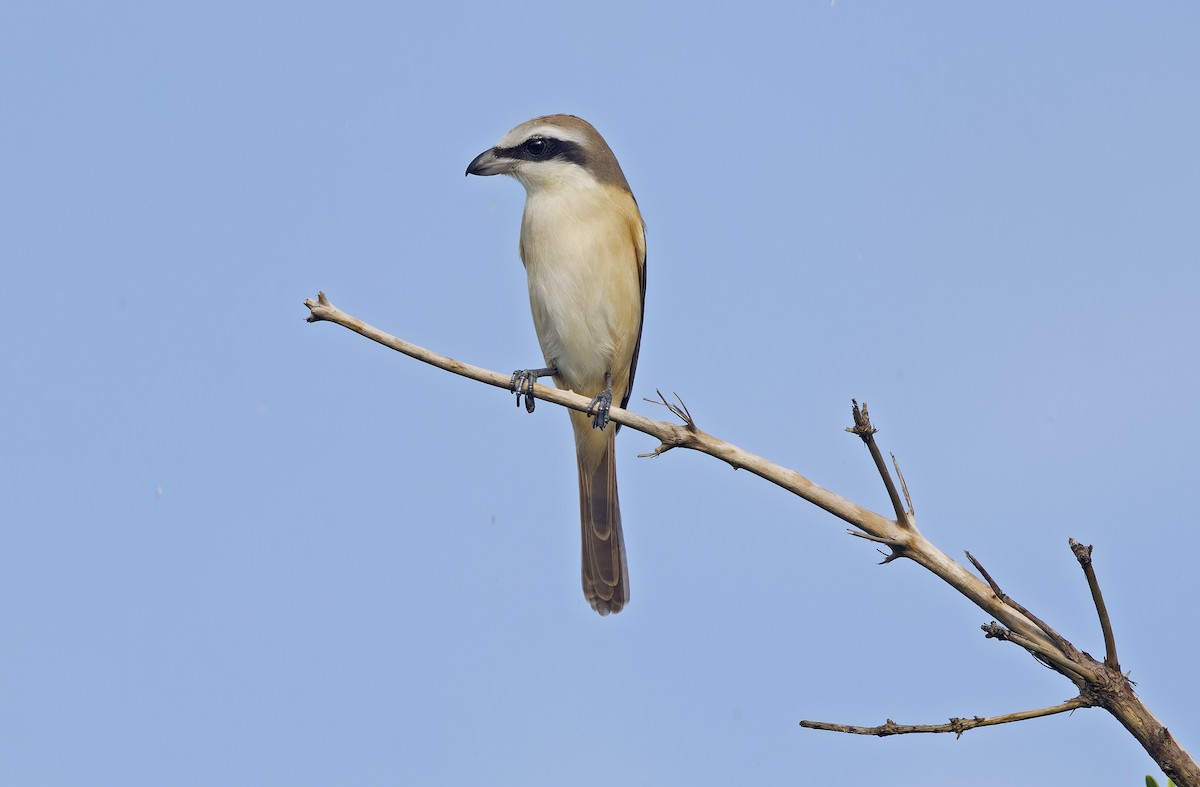 Brown Shrike - ML643529654