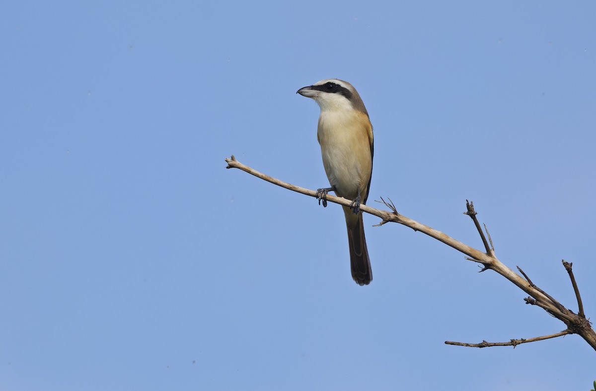 Brown Shrike - ML643529655