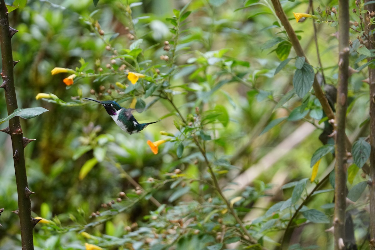 Colibri de Mulsant - ML643529668