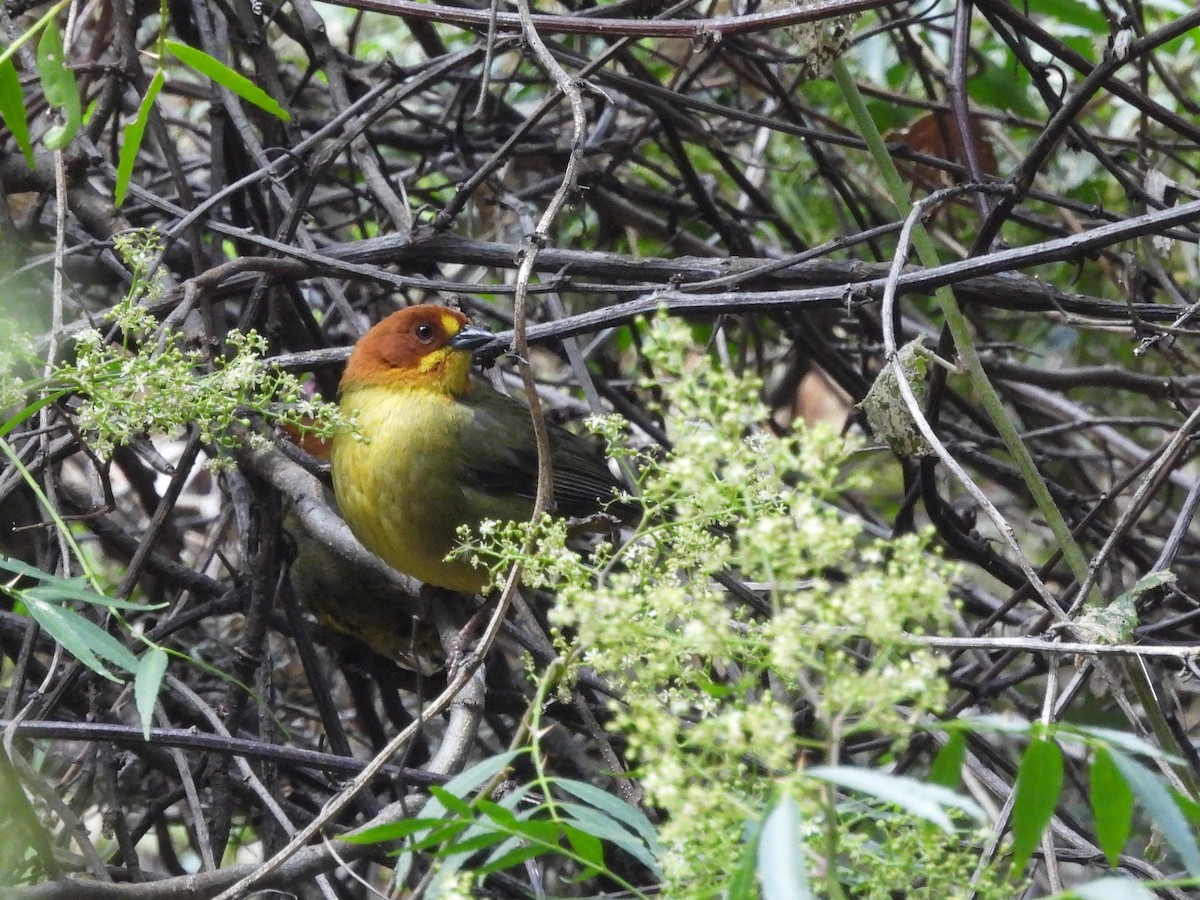 Fulvous-headed Brushfinch - ML643529674