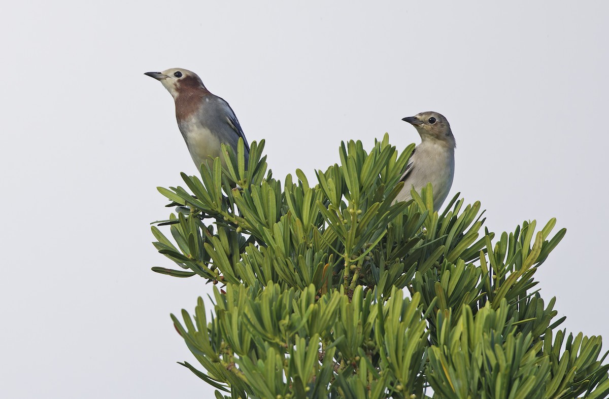 Chestnut-cheeked Starling - ML643529675
