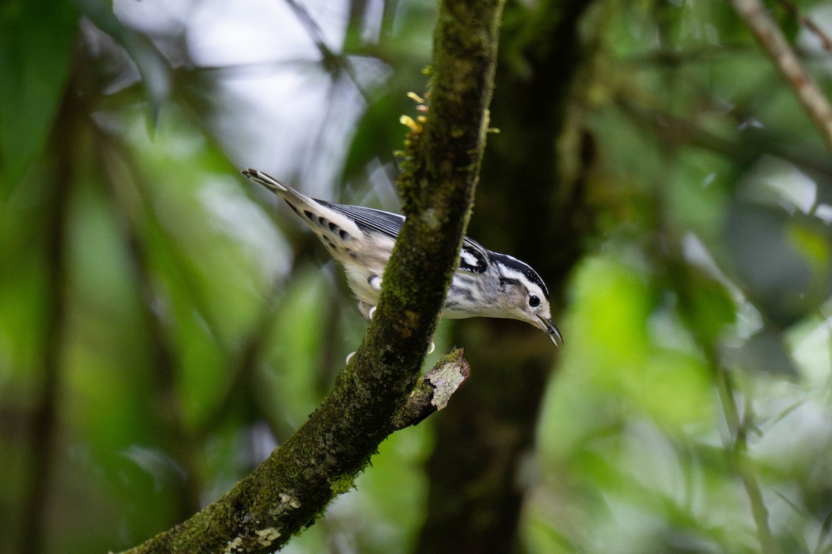 Black-and-white Warbler - ML643529678