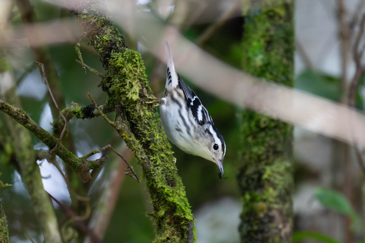 Black-and-white Warbler - ML643529679