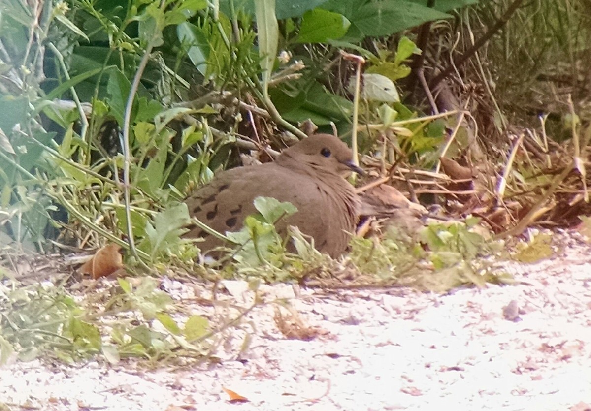 Zenaida Dove - ML643529680