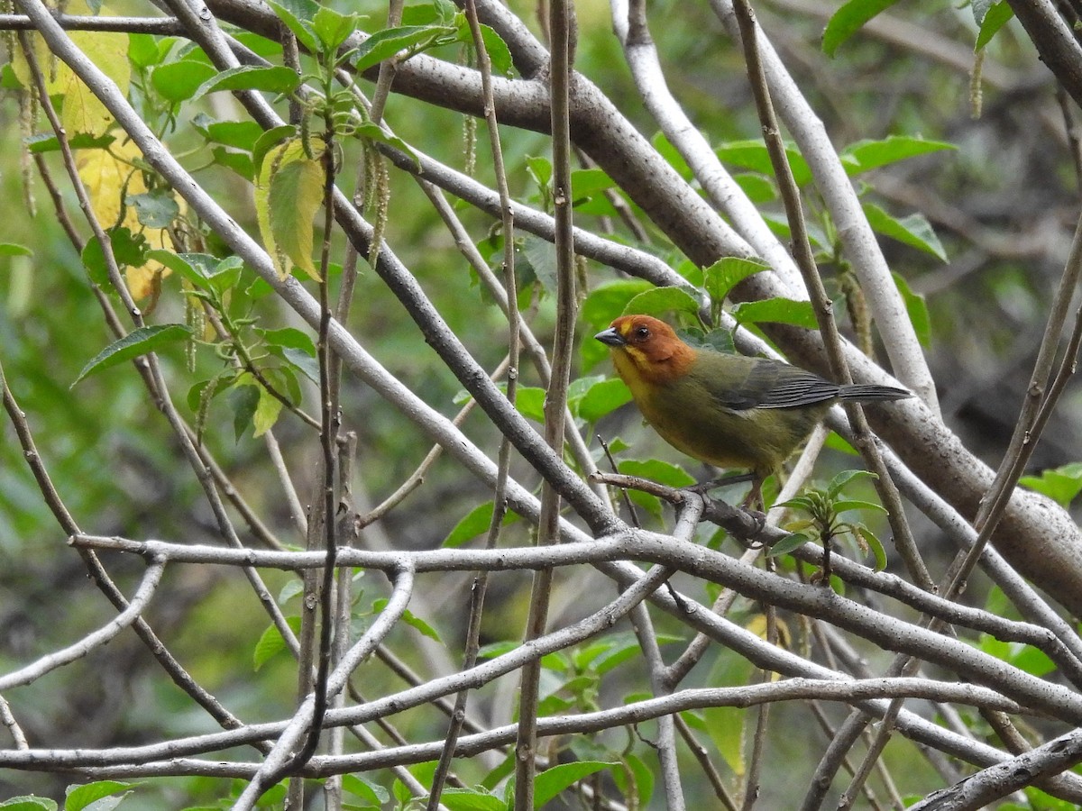 Fulvous-headed Brushfinch - ML643529684