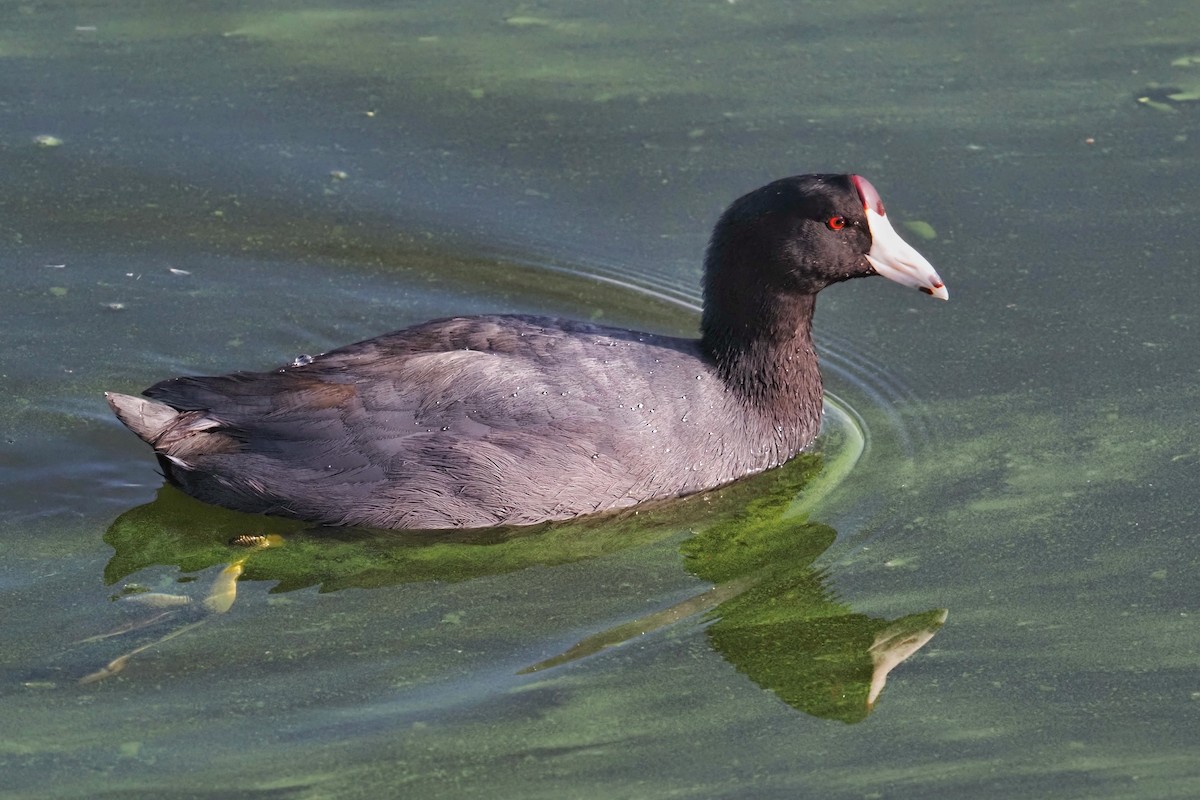 lyska americká - ML643529693