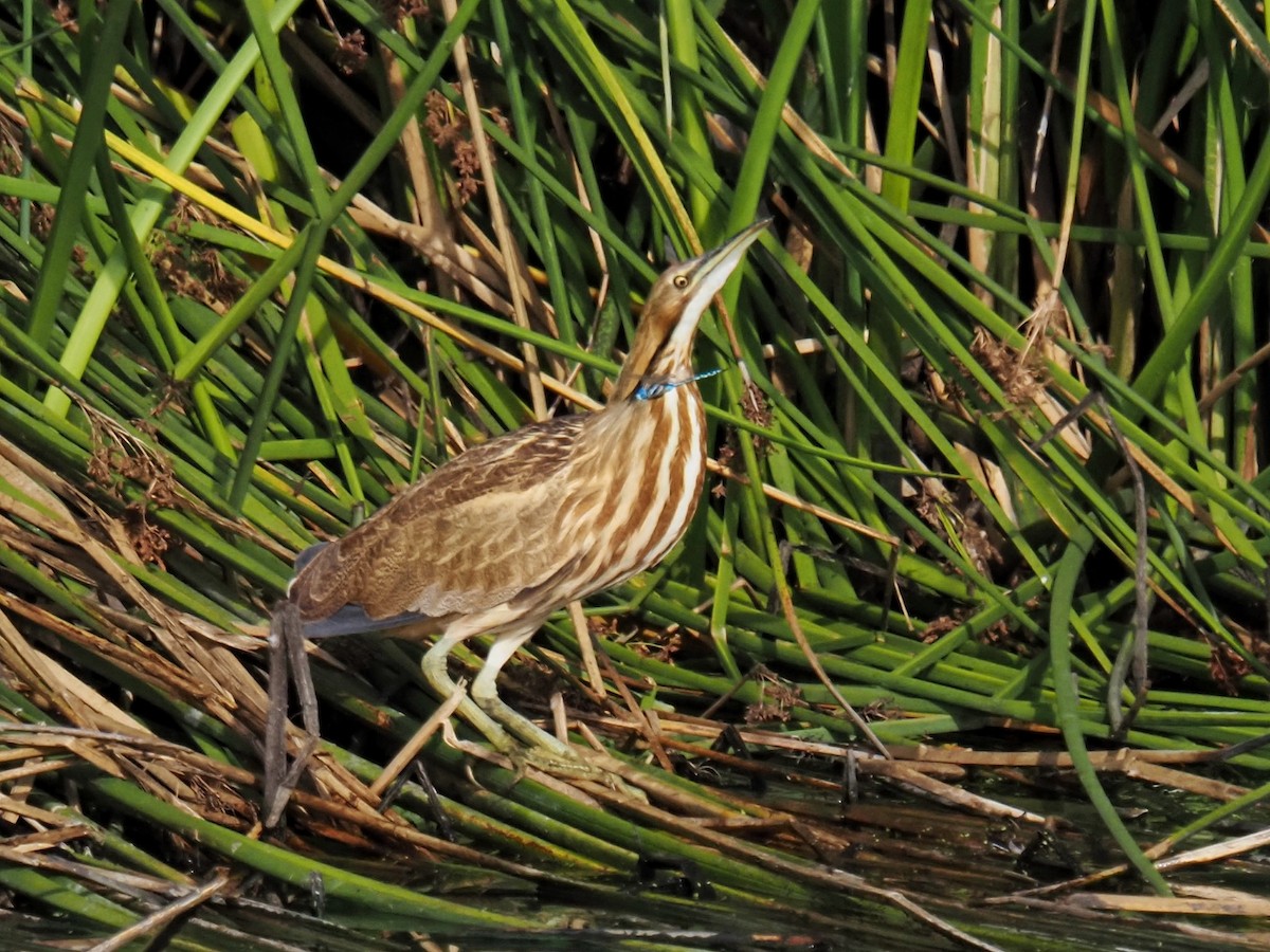 amerikarørdrum - ML643529698