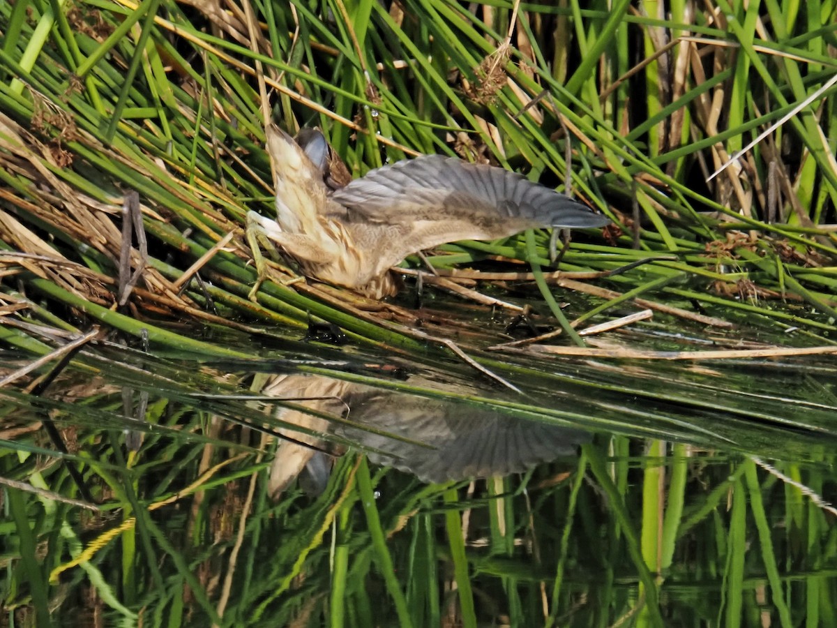 amerikarørdrum - ML643529699