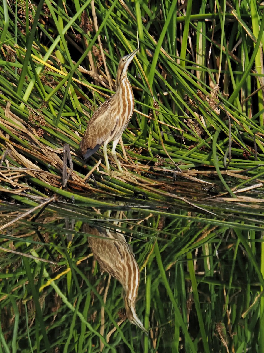 amerikarørdrum - ML643529700
