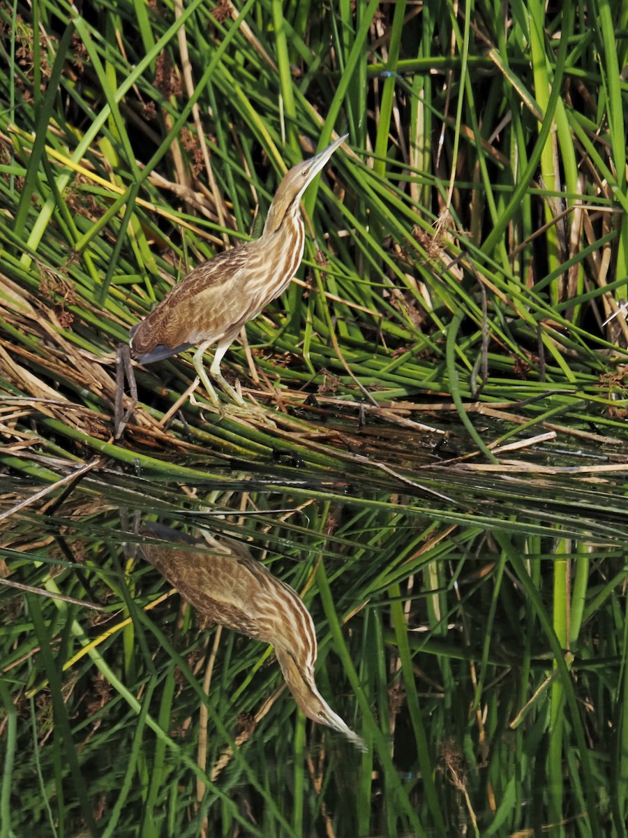 amerikarørdrum - ML643529701