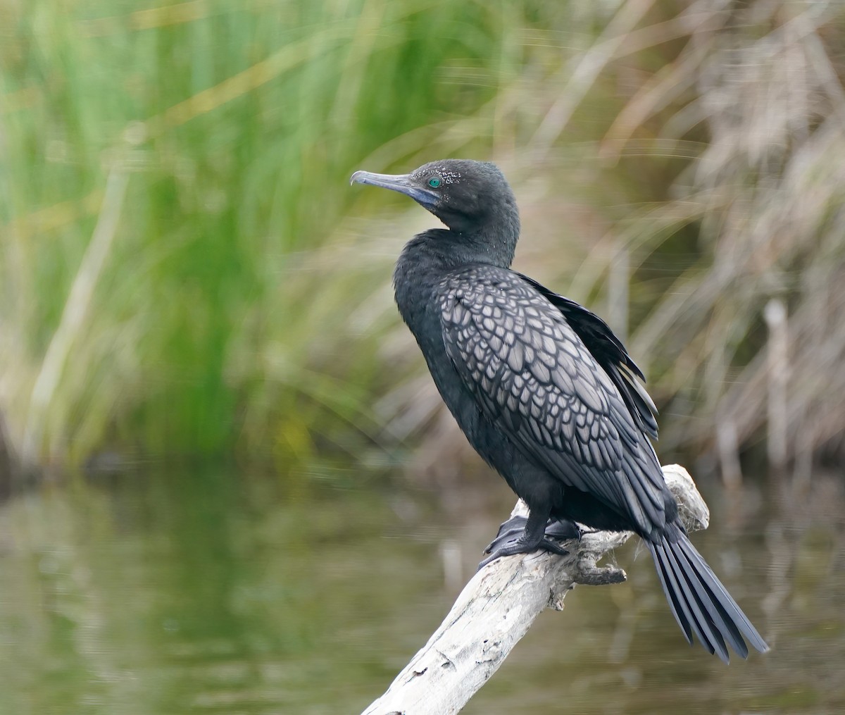 Little Black Cormorant - ML643529708