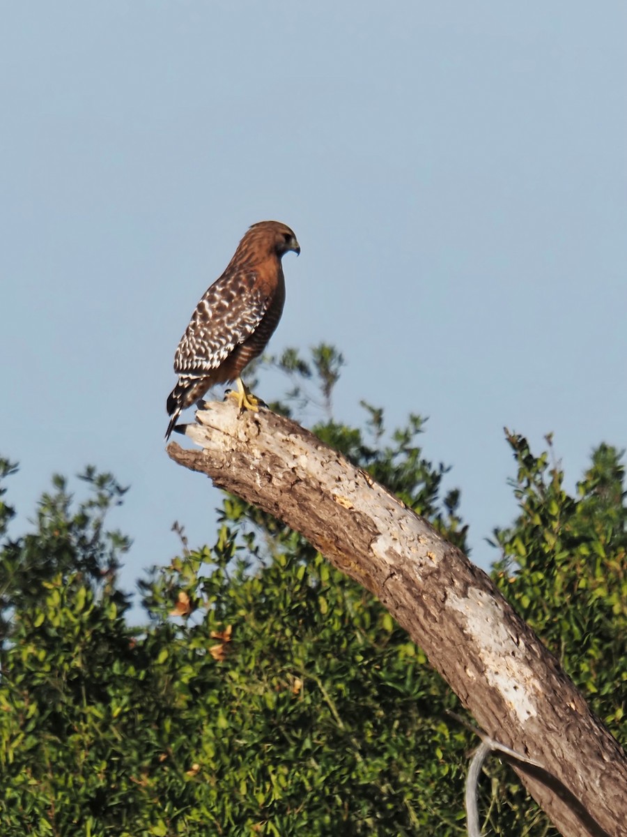 Red-shouldered Hawk - ML643529709