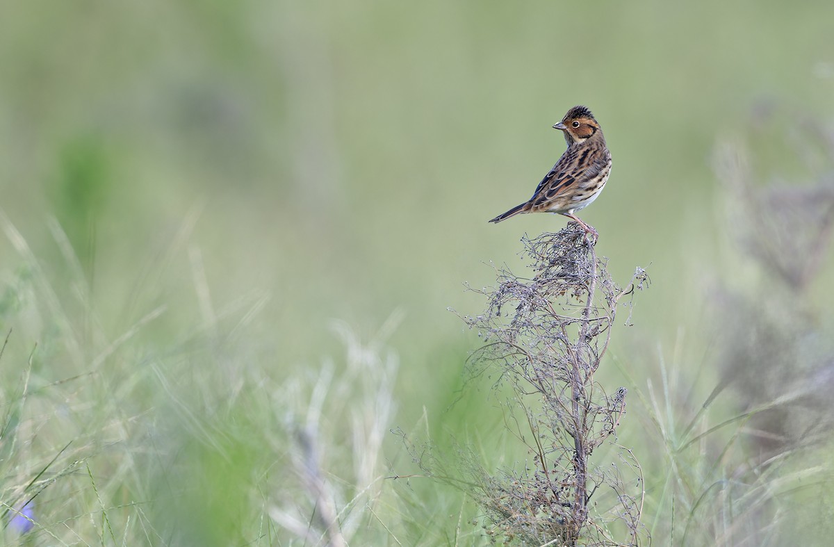 Little Bunting - ML643529713