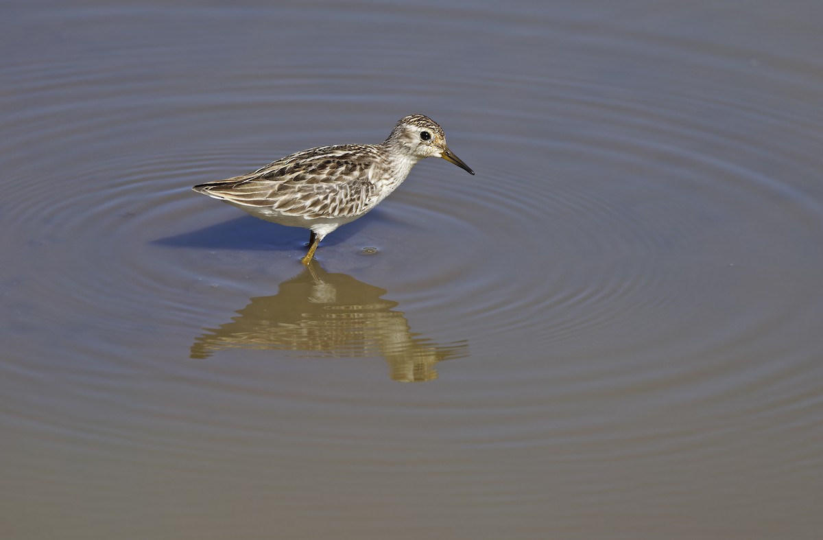 Long-toed Stint - ML643529716