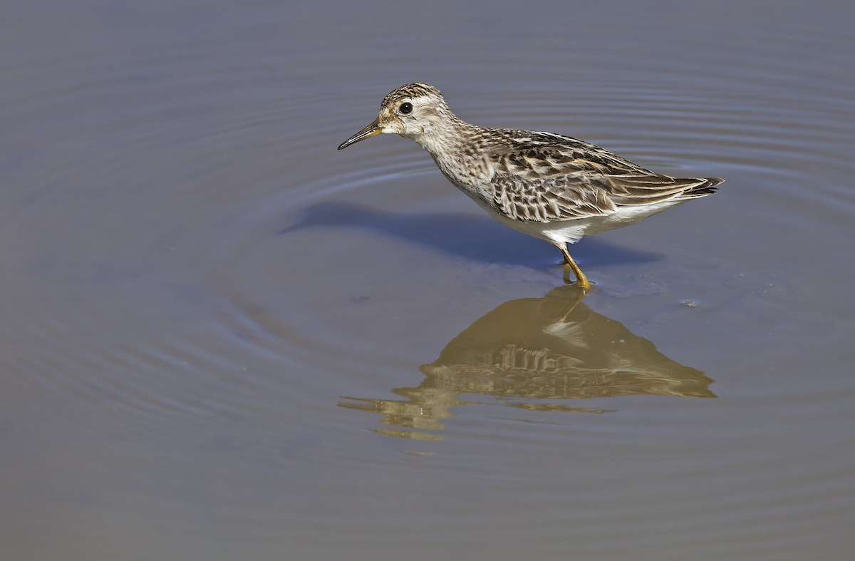 Long-toed Stint - ML643529717