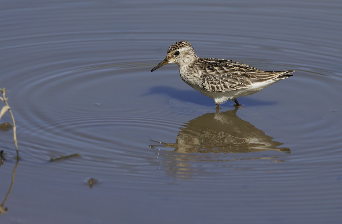 Long-toed Stint - ML643529718