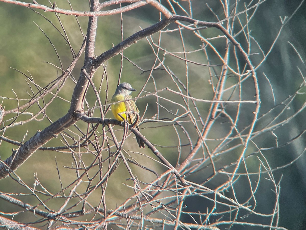 Tropical Kingbird - ML643529721