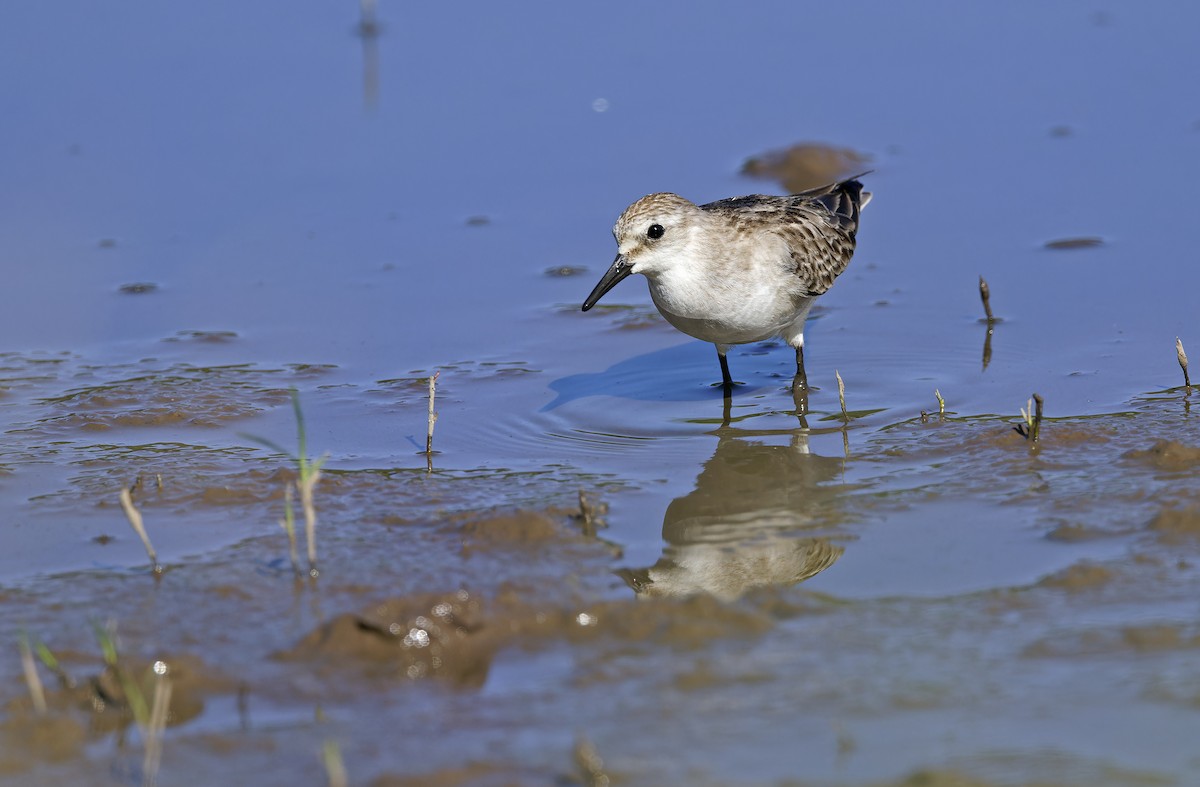 Red-necked Stint - ML643529722